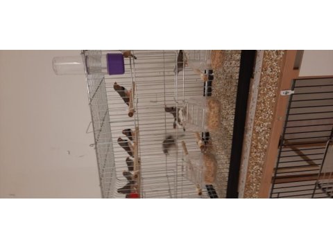 7 takım zebra ispinozu ve 2 yavruları