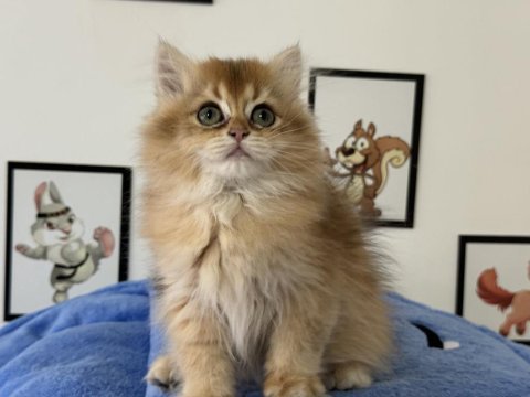 Ankaranın en elit british shorthair ve longhair yavruları