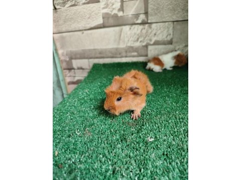 Guinea pig yavruları istanbul fatih büyümeyen yavru