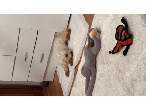 Ücretsiz sahiplendirme maltese
