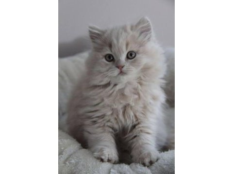 British longhair yavrular evinizin neşesi olacaktır