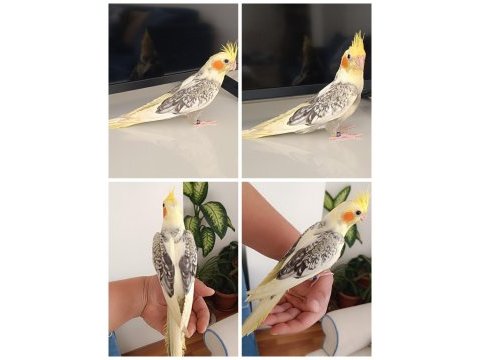 Ev üretimi renk güzeli jumbo boy mükemmel sultan yavrular