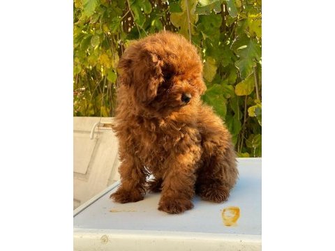 Kore toy poodle yavrularımız