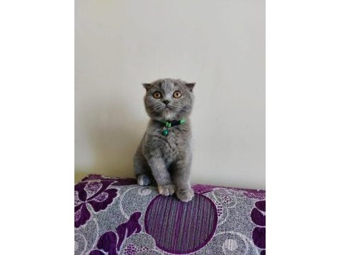 Gri scottish fold dişi