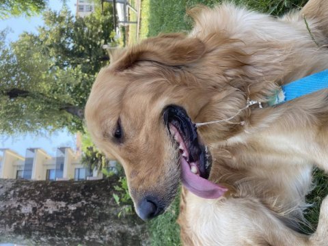 1,5 yaşında dünyalar tatlısı golden retriever yuva arıyor