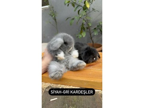 Veteriner hekimden tavşan yavruları