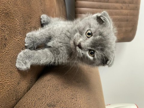 Tam orjinal british shorthair