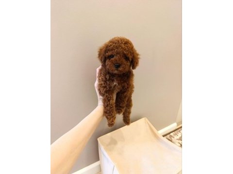 A kalite toy poodle 
