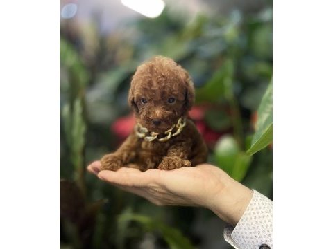 Tedi surat kore 430 gr oyuncak kaniş
