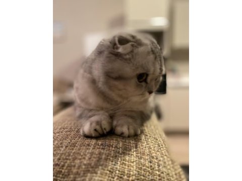 Luna çok tatlı ve sakin scottish fold