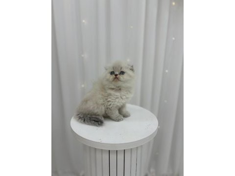 Irk ve sağlık garantili scottish fold kediler