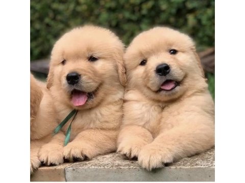 Efsane golden retriever yavruları