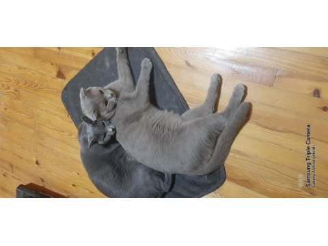 Sahiplendirme russian blue