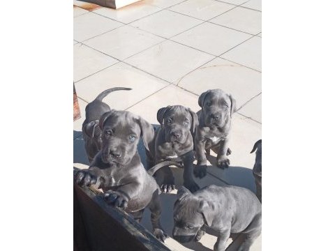 Blue cane corso yavrular