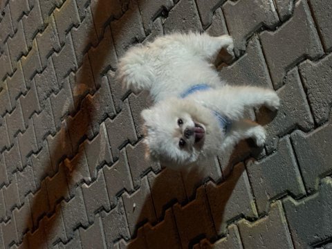 4 yaşında eğitimli pomeranian