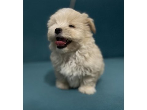 Böyle güzel maltipoo yavrum olsun istiyorsan ulaşabilirsin