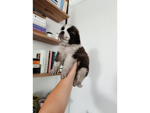 Güzel st bernard bebeğimiz