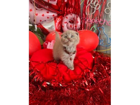 Safkan british shorthair ve scottish fold yavrular