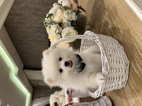 Pamuk gibi pomeranian yavrular