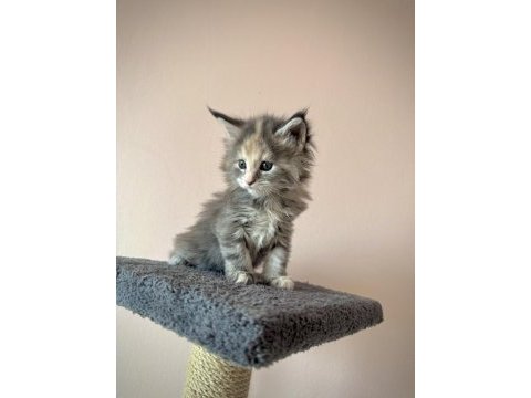 Black smoke & ns22 mainecoon yavrular