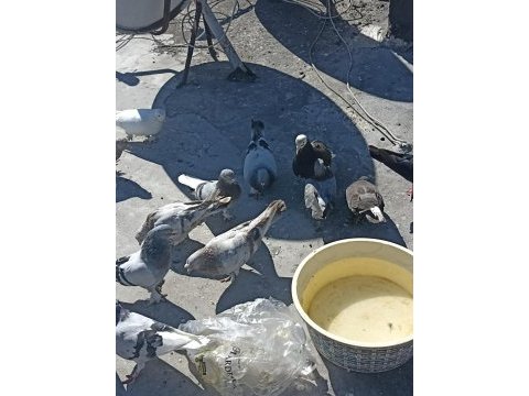 Acilen elinde 13 adet kuş var uygun fiyata verecem