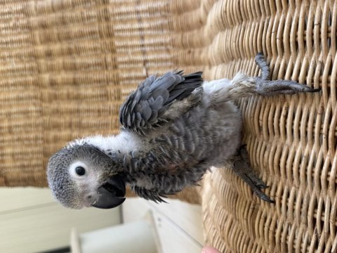 Bebek papağan jako yok böyle güzellik