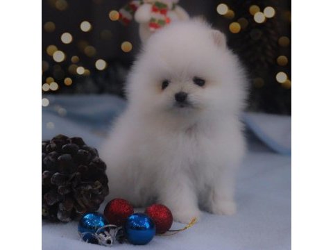 Pomeranian boo teddy bear ayıcık surat yavrularımız