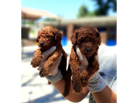 Toy poodle yavrularımız inanılmazlar