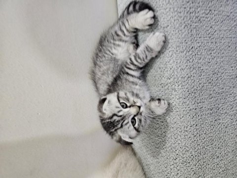 56 günlük scottish fold dişi ve erkek yavrular