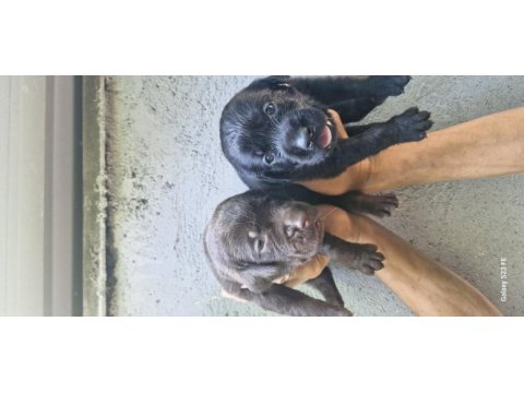 Labrador retriever