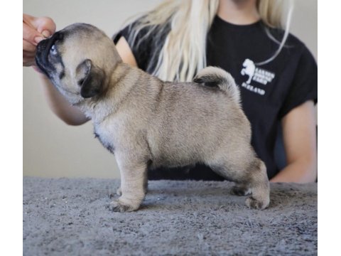 Erkek pug eğitimli