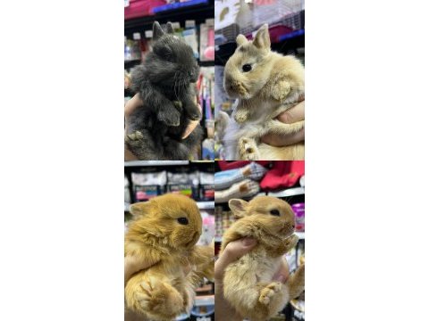 A kalite cüce ve lop tavşanlar