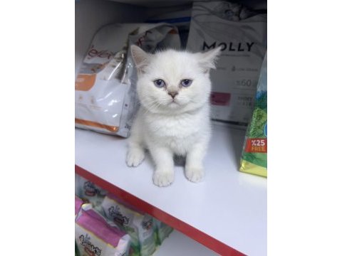 British shorthair ayıcık kardeşler silver point