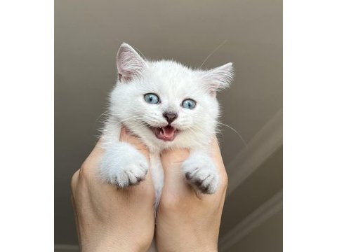 Erkek ve dişi scottish straight shorthair mükemmel gen!