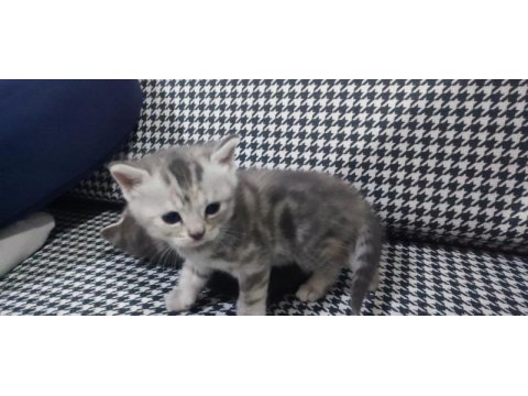 Yeni doğan scottish fold bebekler