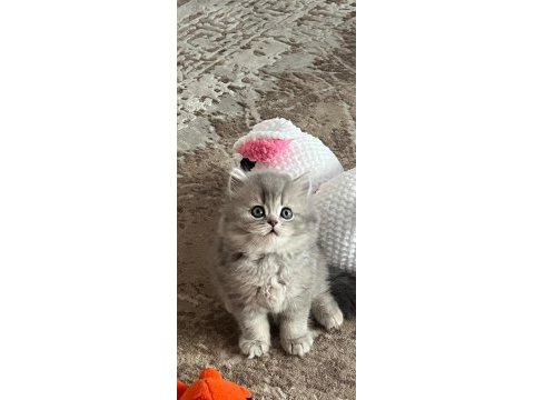 2 aylık british longhair yavrular