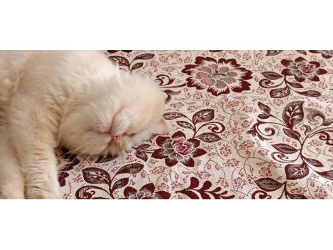 Öğrenciyim iran kedisi sahiplendirmek istiyorum