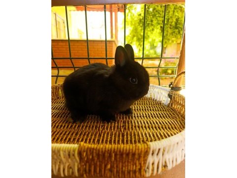Hollanda mini lop ve hollanda cüce tavşan