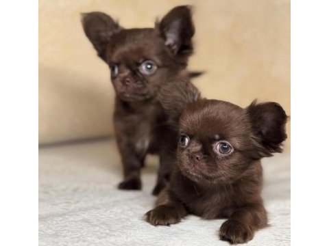 Çikolata wc eğitimli mini boy chihuahua