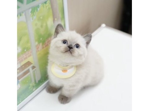 British shorthair yavruları ankara
