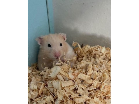 Hamster-gonzales yavrularımız heryere gönderim