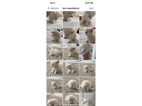 2 aylık yavru british shorthair beyaz