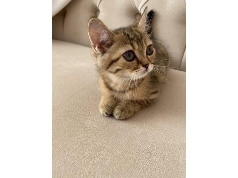 Saf scottish fold gold minnoşlar