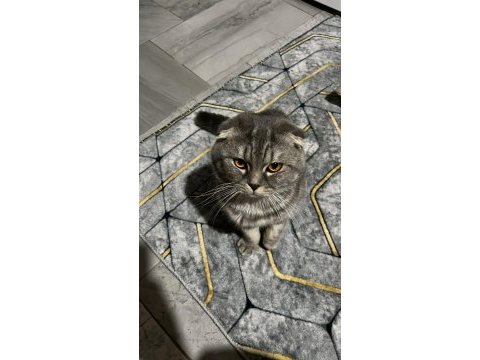 Scottish fold kedimizi çiftleştirmek