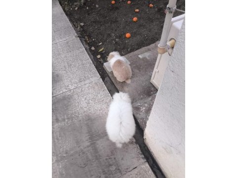 Safkan hollanda lop tavşanı bebekler