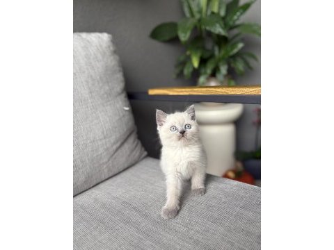 Brıtısh shorthair blue point yavrularım 