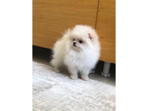 3 aylık dişi orijinal pomeranian boo