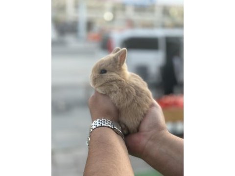 Cüce bebekler hazır bilgi için arayınız