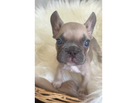 Exotic renk french bulldog yavrularım