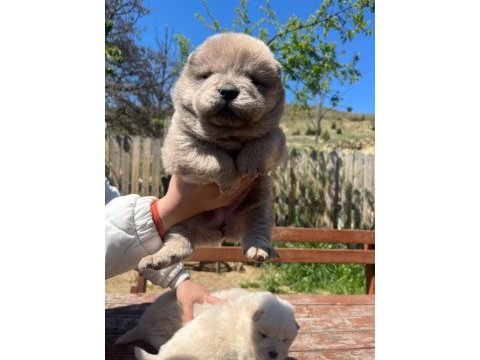 Üst düzey chow chow yavruları